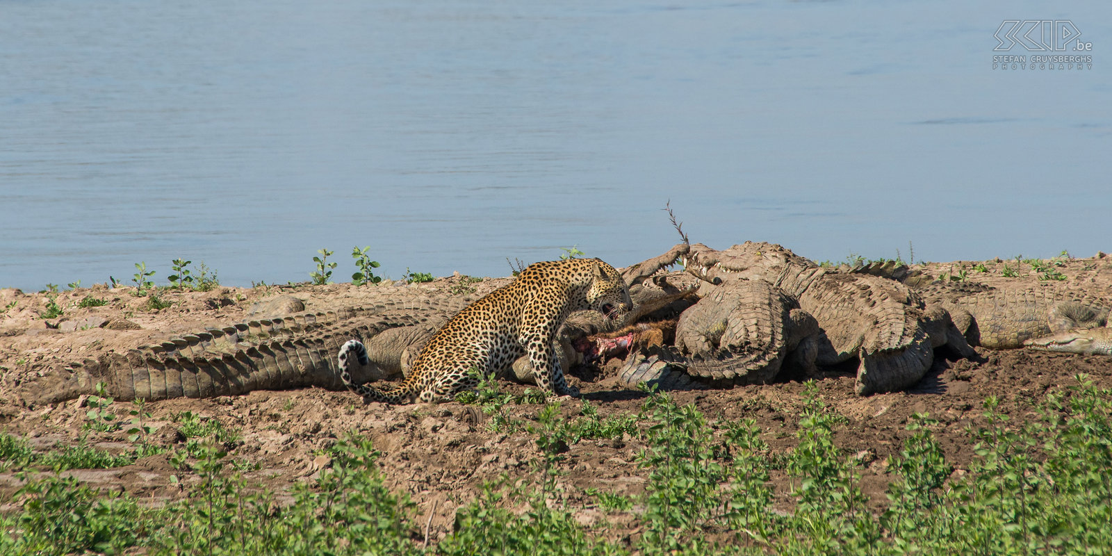 South Luangwa - Leopard and crocodiles The leopard returns back to the crocodiles a second time. A couple of times he needs to jump way and he even strikes with his paw at the mouth of one of the crocodiles.  Stefan Cruysberghs